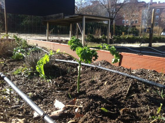 Hace dos semanas plantamos varias cositas en el huerto, entre ellas un…