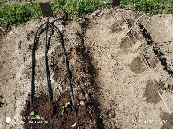 Hortelanos de la Rosa Poniendo a punto la instalación de riego